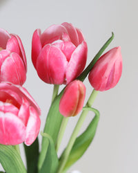 Double Late Tulip Bundle Cotton Candy Real Touch 16.5"