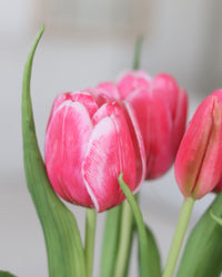 Double Late Tulip Bundle Cotton Candy Real Touch 16.5"