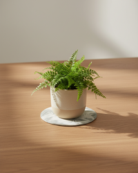 Green Fern Botanical Textile Collection