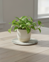 Green Fern Botanical Textile Collection