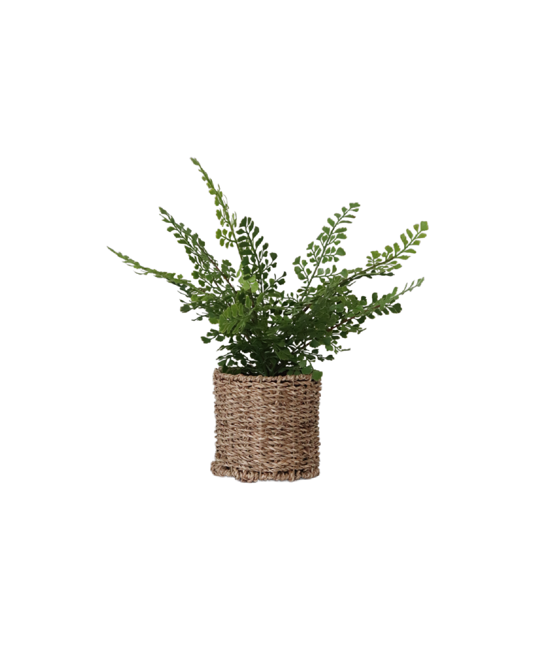 Fern in Round Woven Basket
