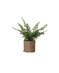 Fern in Round Woven Basket