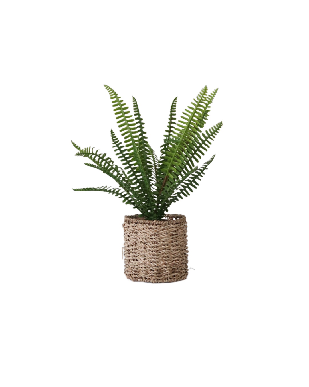 Fern in Round Woven Basket