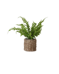 Fern in Round Woven Basket