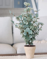 Garden Eucalyptus Potted Bush 19"