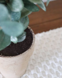 Garden Eucalyptus Potted Bush 19"