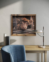 Brown Calf in Truck Canvas Print