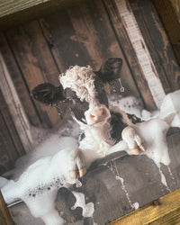 Holstein Calf in Bubble Bath Canvas Print