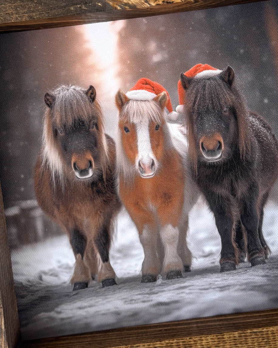 Festive Trio Canvas Print Square