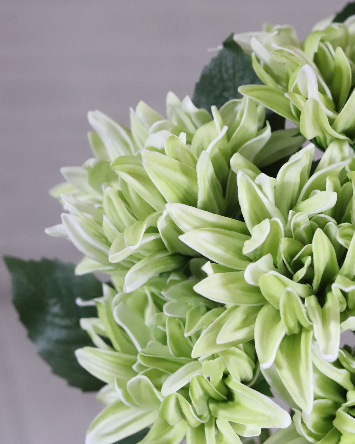 Green Real Touch Dahlia Bundle of 6