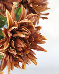 Mum Stem Brown Real Touch Large Bloom 26"