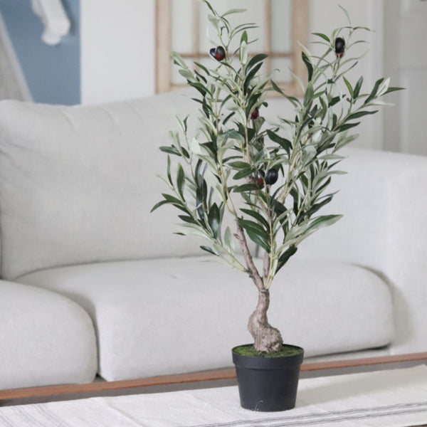 Potted Olive Bush 26"