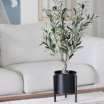 Potted Olive Bush 26"