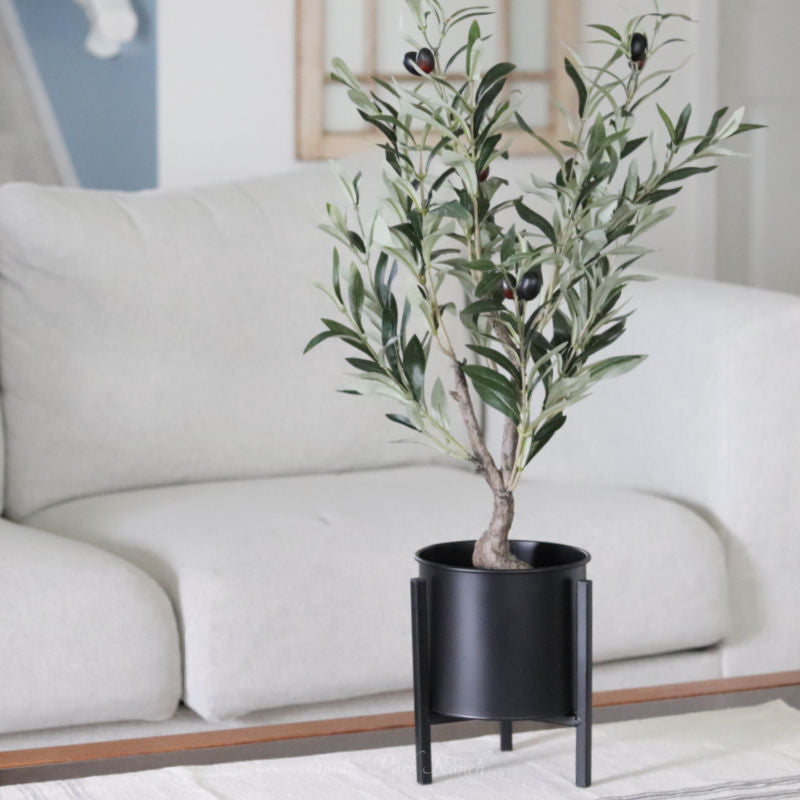 Potted Olive Bush 26"