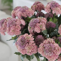 Sedum Stem Pink 28"