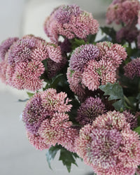 Sedum Stem Pink 28"