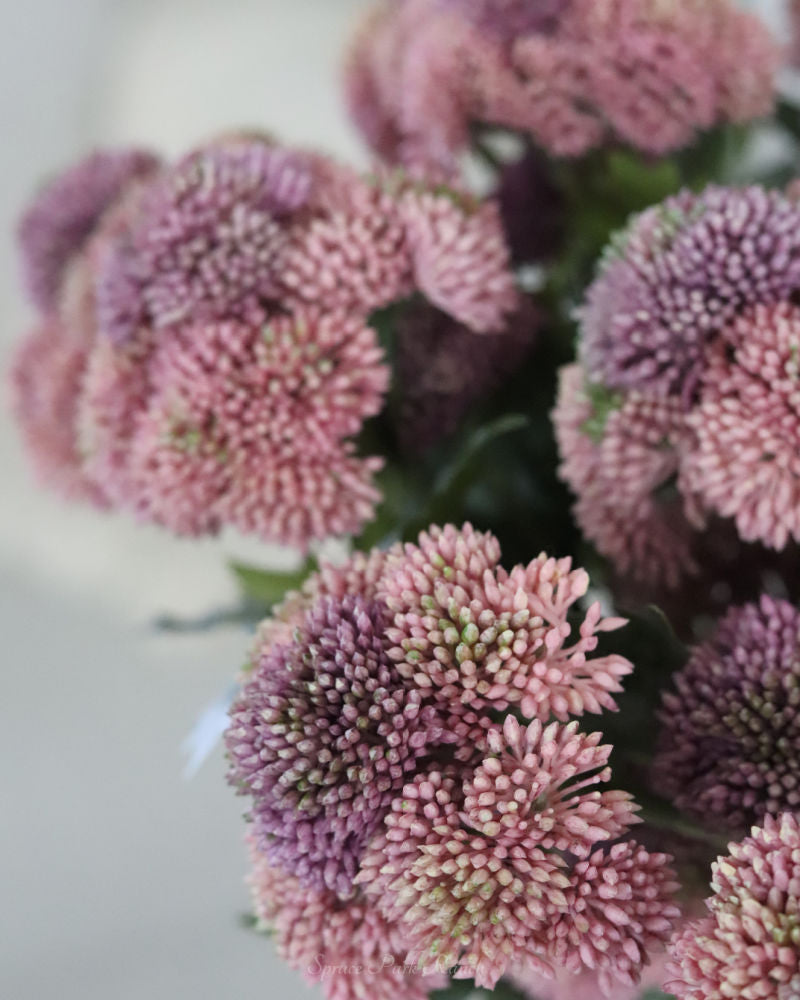 Sedum Stem Pink 28"