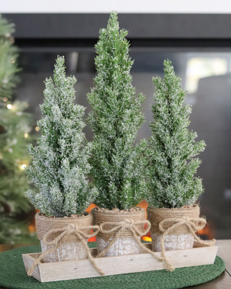 Potted Trees With Tray