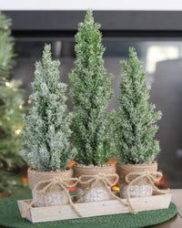 Potted Trees With Tray