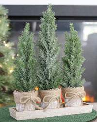 Potted Trees With Tray