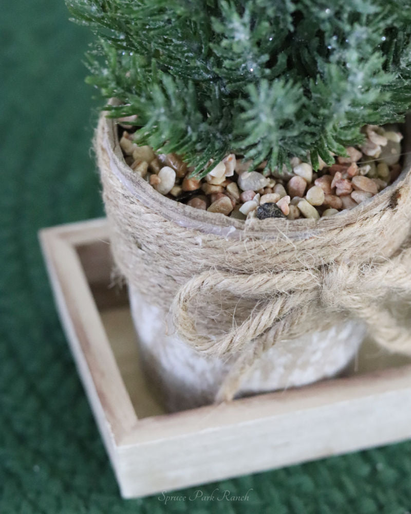 Potted Trees With Tray