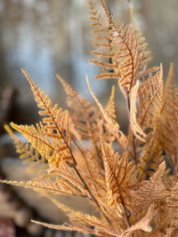 Fernbank Bush 19"L