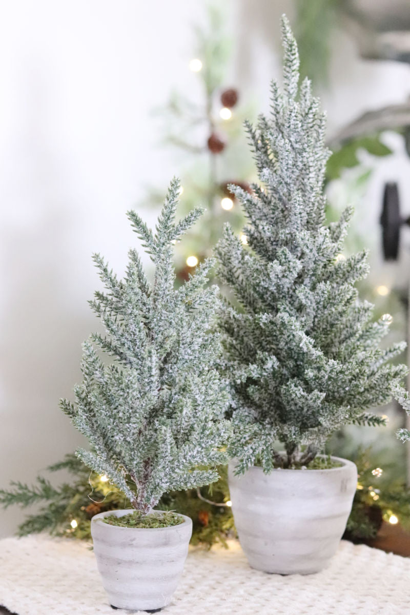Snowy Pine Trees in Grey Cement Pots
