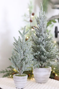 Snowy Pine Trees in Grey Cement Pots