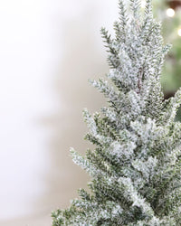 Snowy Pine Trees in Grey Cement Pots