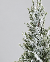 Snowy Pine Trees in Grey Cement Pot