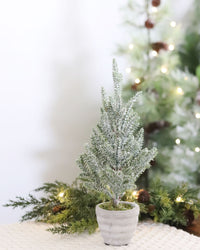 Snowy Pine Trees in Grey Cement Pots