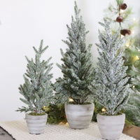 Snowy Pine Trees in Grey Cement Pots