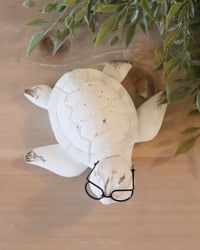 Whitewashed Turtle With Glasses