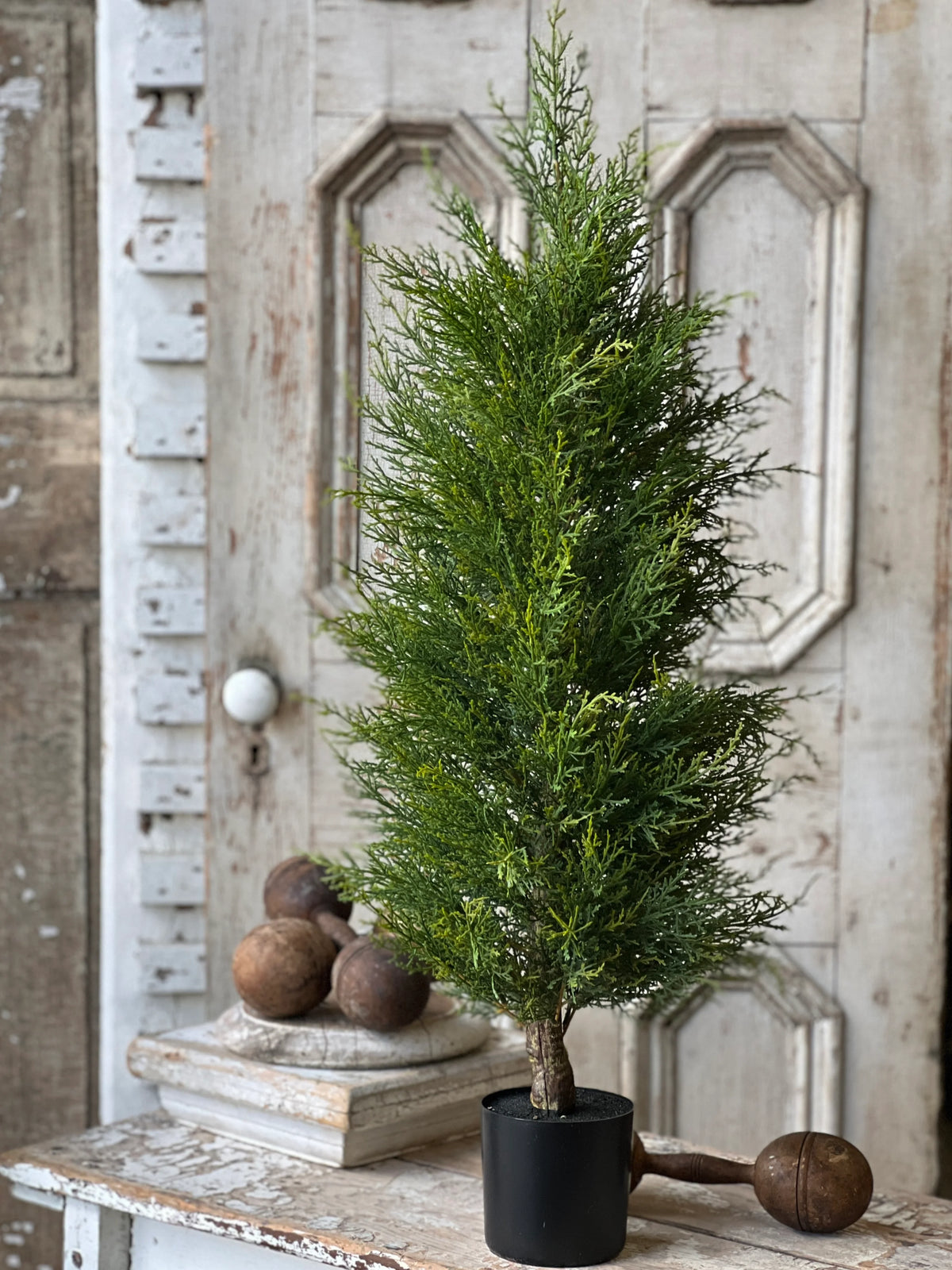 McKinley Cedar Tree