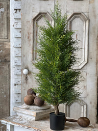 McKinley Cedar Tree