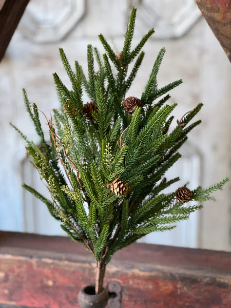Pencil Pine Collection