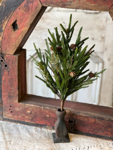 Pencil Pine Collection