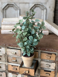 Garden Eucalyptus Potted Bush 19"