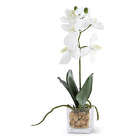White Real Touch Orchid in Glass Square Vase