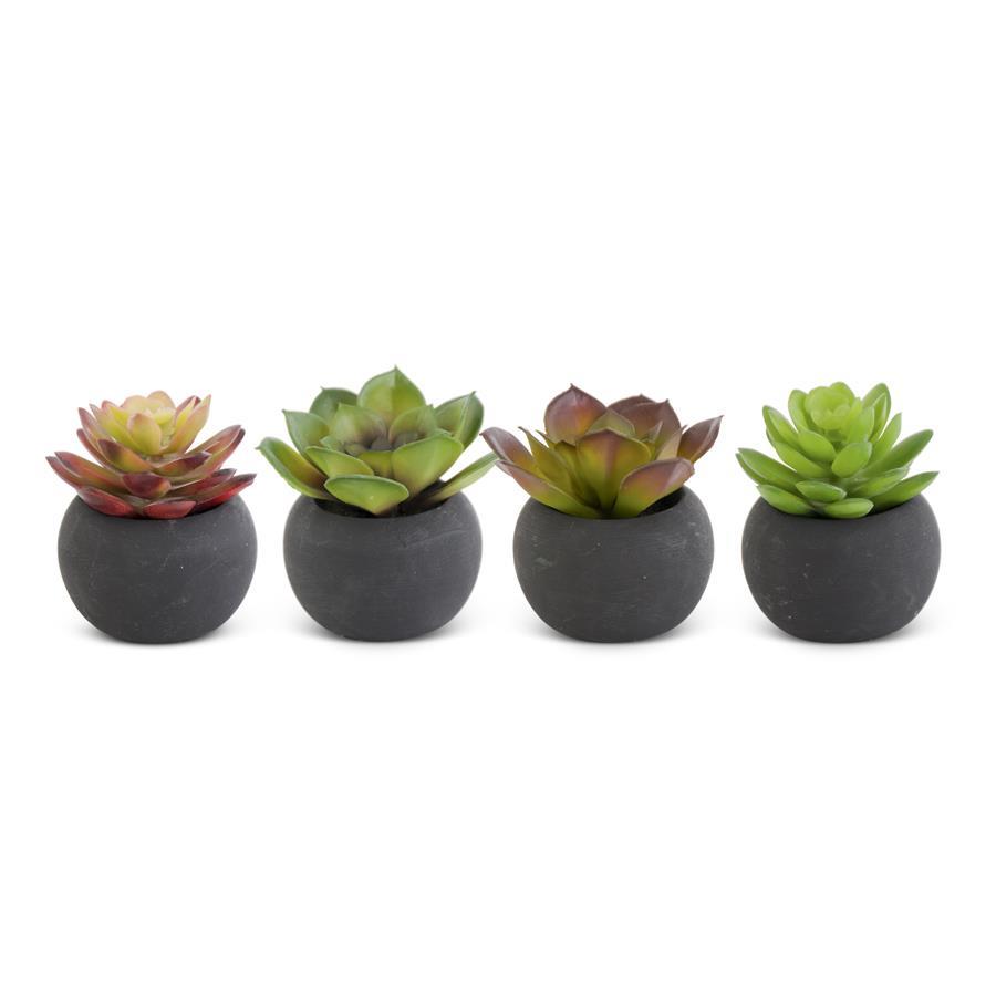 Mini Succulents in Black Pot