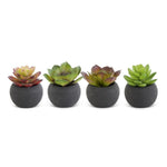 Mini Succulents in Black Pot