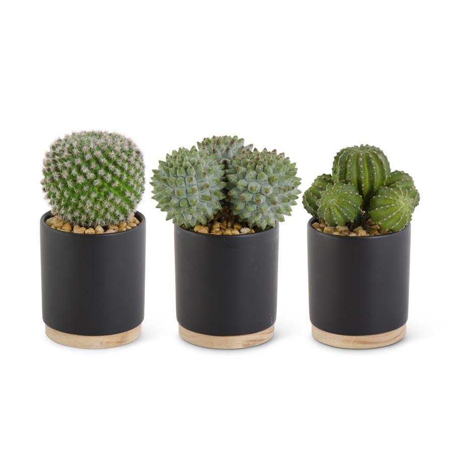 Cactus in Ceramic Black Pot