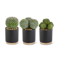 Cactus in Ceramic Black Pot