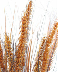 Wheat and Grass Stem Brown 36"