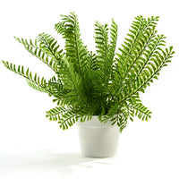 Potted Fern