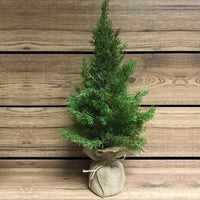 Cedar Tree with Burlap Base