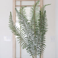 Boston Fern Pick 36"