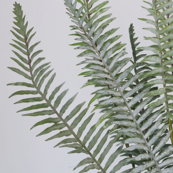 Boston Fern Pick 36"