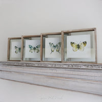 Butterfly Shadow Box