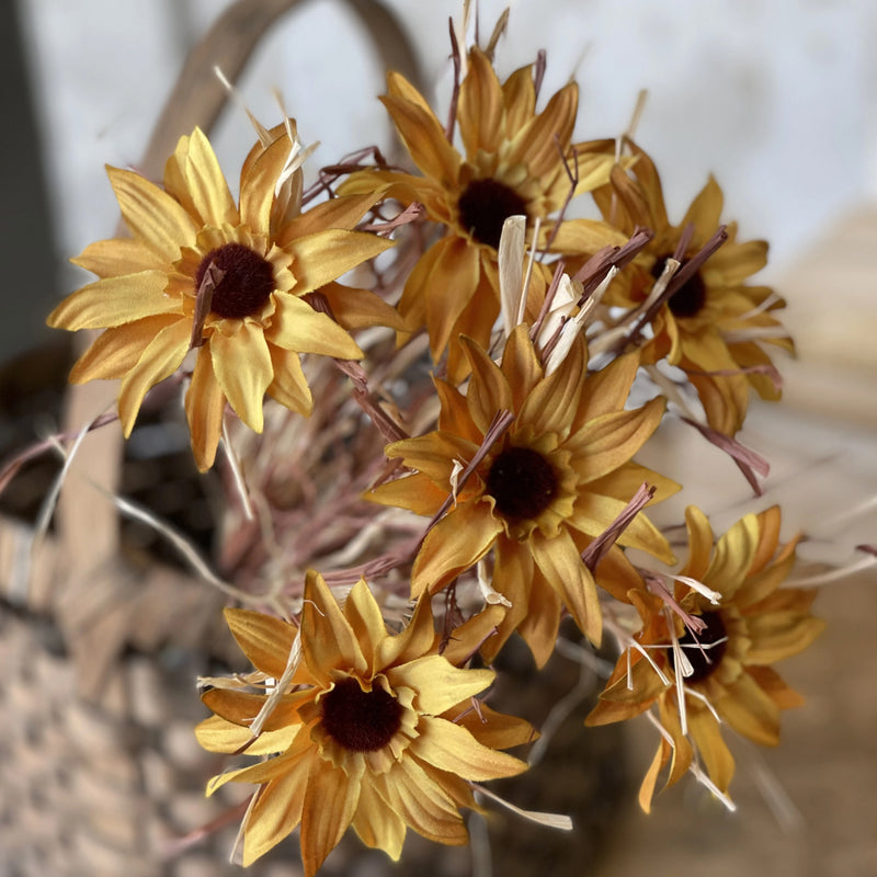 Dried Day Daisy Bundle